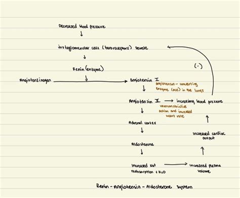 Ch.5 Endocrine System Flashcards | Quizlet 