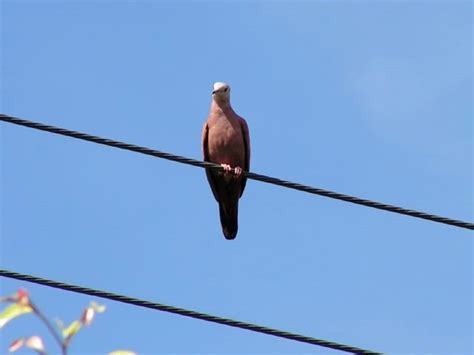 Por que os pássaros não são eletrocutados em fios elétricos