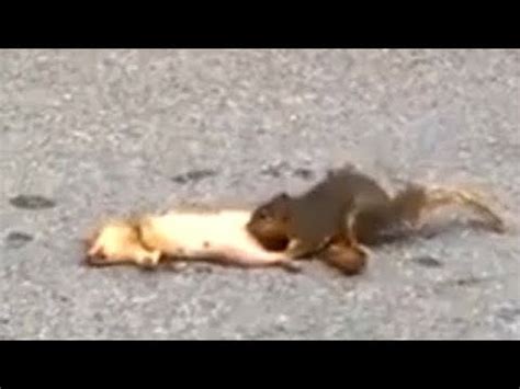 Squirrel Has Sex With Squirrel Corpse Youtube