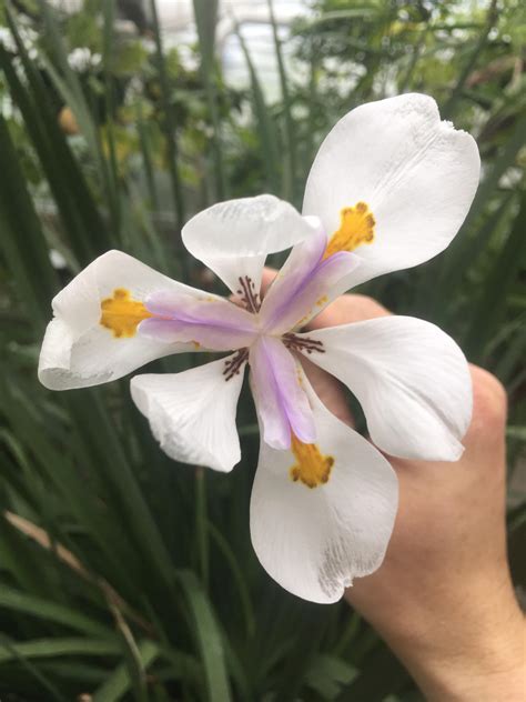 Iris Sp Bessey Greenhouse Richard W Pohl Conservatory