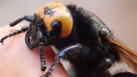 Avispa Gigante Europea Megascolia Maculata Youtube