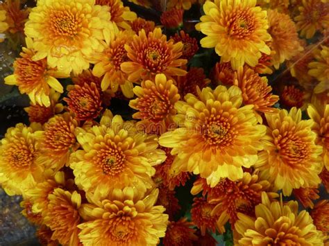 Yellow Flowered Mums stock image. Image of classic, flowered - 165122705