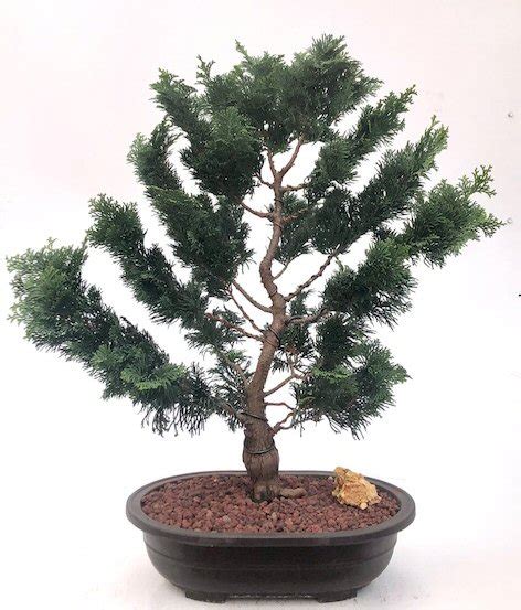 Hinoki Cypress Bonsai Tree Chamecyparis Obtusa Nana Gracilis