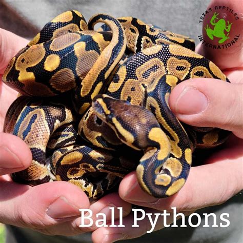 Ball Python, small imports