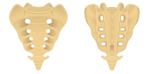 Sacrum And Coccyx Labeled Diagram Quizlet