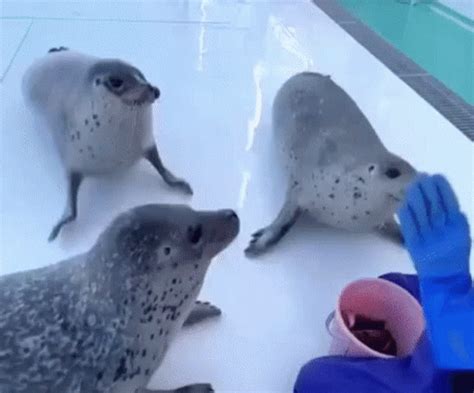 seal seal dance gif seal seal dance kad discover share gifs