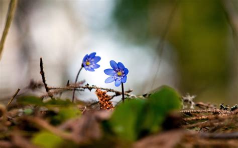 Wallpaper Sunlight Flowers Nature Grass Branch Butterfly Insect