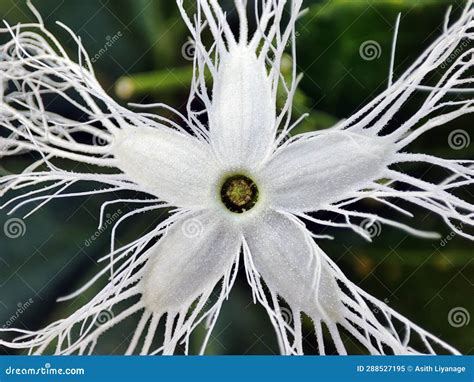 Snake Gourd Flower Macro Photo Trichosanthes Cucumerina Stock Image