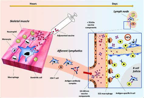 The Journey Of The Vaccine Components After Injection Intramuscular Or Download Scientific