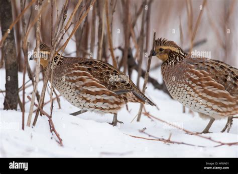 Female Bobwhite Quail Hi Res Stock Photography And Images Alamy