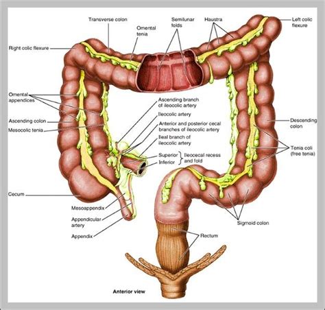 terminal ileum anatomy 2 | Anatomy System - Human Body Anatomy diagram ...