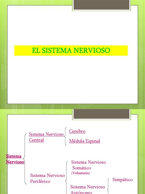 PDF Sistema Nervioso Power Point DOKUMEN TIPS