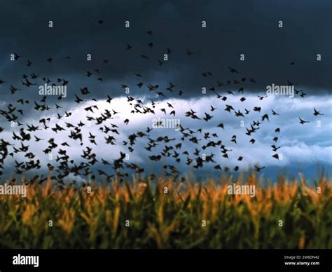 A Flock Of Crows Takes Off Over The Field Stock Photo Alamy