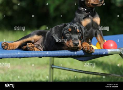 German Pinscher puppies Stock Photo - Alamy