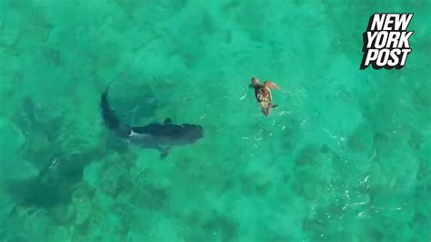 Watch Turtle Fights Off Shark During Ocean Battle In Western Australia