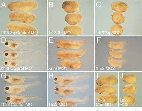 Figure From Defining Synphenotype Groups In Xenopus Tropicalis By Use