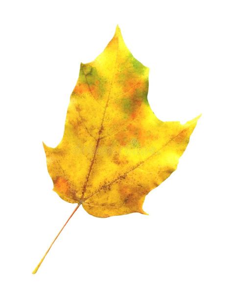 Maple Autumn Leaf Isolated Stock Photo Image Of Beautiful 129621782