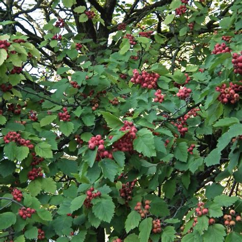 Głóg szkarłatny Crataegus coccinea opis wygląd wymagania uprawa