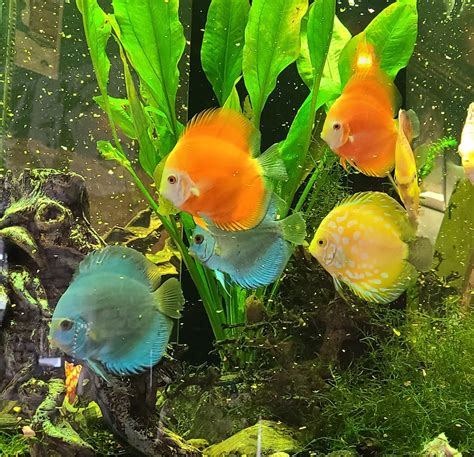 Neon Sapphire Discus