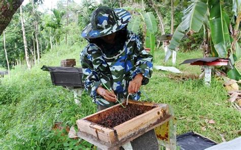 Panen Madu Lebah Kelulut Di Padang