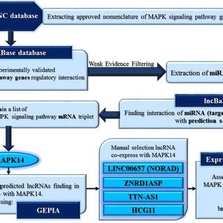 The Flowchart Of In Silico Assays To Find Mapk Associtaed Lncrnas