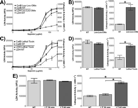 LT Induces An Increase In Cytoplasmic Cathepsin B Activity BALB CJ