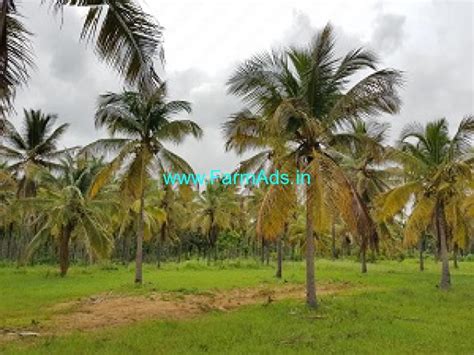 32 Gunta Coconut Farm For Sale Near Shivagange Temple Tumkur - FarmAds.in