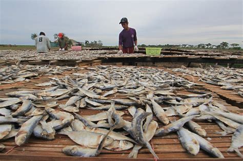 Kendala Produksi Ikan Asin Antara Foto