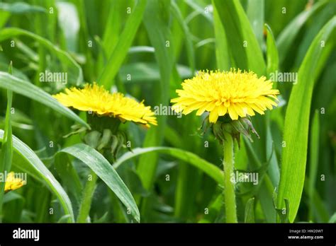 Yellow Dandelion Flowers With Leaves In Green Grass Stock Photo Alamy