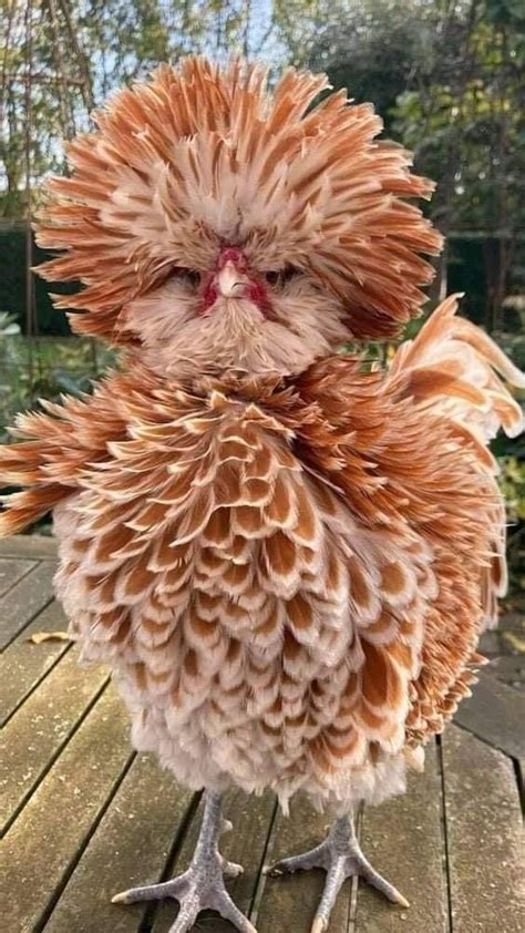 32 Random Funny Pics To Spend Some Time With Beautiful Chickens Pet