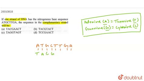 Base Sequence Of Dna