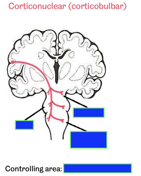 Diagram Of Corticonuclear Pathways Corticobulbar Quizlet