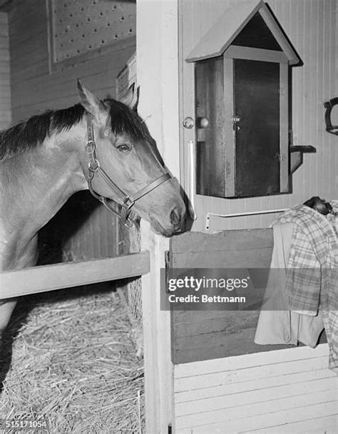 71 Seabiscuit Racehorse Stock Photos, High-Res Pictures, and Images ...