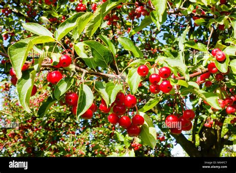 Manzanas De Cangrejo Rojo Y Hojas Verdes En Rama Closeup Fotograf As E