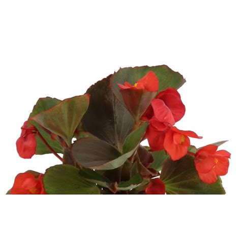 Costa Farms Live Outdoor 5in Tall Red Wax Begonia Partial Shade