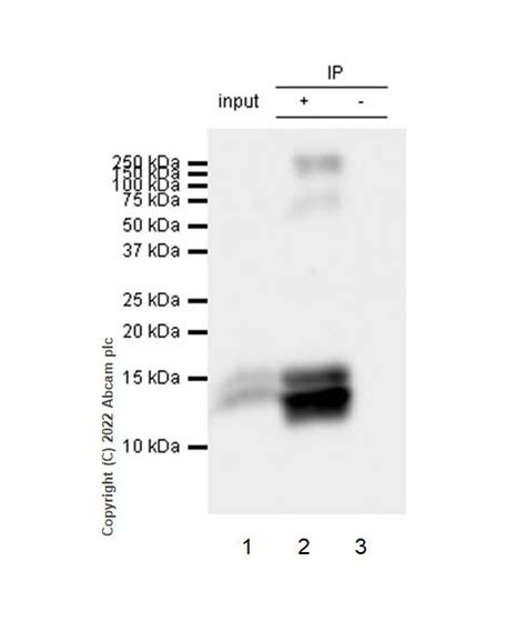 Recombinant Anti-PF4 antibody [EPR26306-65] (ab303494) | Abcam