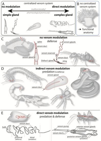 Toxins Free Full Text The Diversity Of Venom The Importance Of Behavior And Venom System