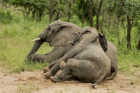 Go Home Elephants You Re Drunk Huffpost Weird News