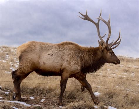 Elk Full 0971 Tony Lazzari Photography