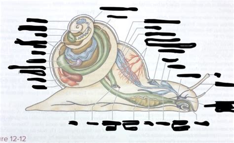 Phylum Mollusca Class Gastropoda Snail Anatomy Diagram Quizlet