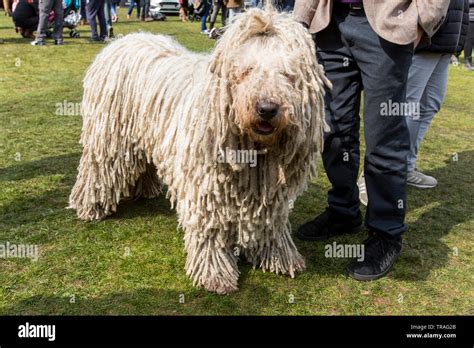 A Komondor dog breed, shaggy dog Stock Photo - Alamy