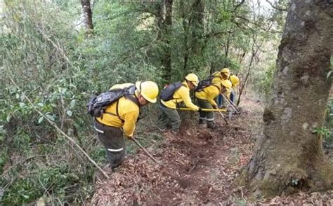 Incendios Forestales En Altas Montañas Causan Daños En 31 Hectáreas