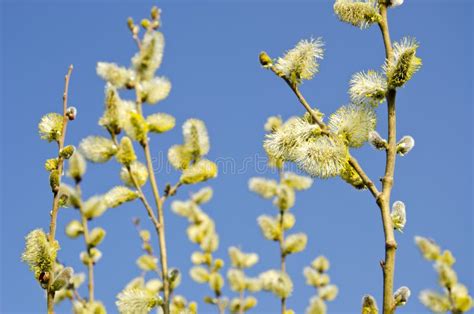 Salici Di Pussy In Primavera E Cielo Immagine Stock Immagine Di Lanuginoso Procedere 22943567
