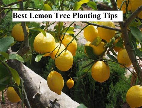 Best Lemon Tree Planting Tips | GARDENS NURSERY