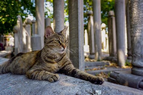 Closeup Of Cat Laying In The Historic Ottoman Cemetery In Istanbul