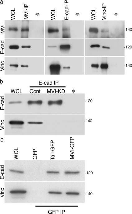 Myosin Vi Is Necessary For E Cadherin And Vinculin To Interact A