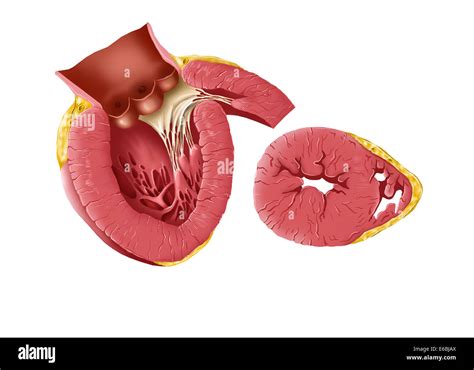 Ventricolo Cardiaco Immagini E Fotografie Stock Ad Alta Risoluzione Alamy