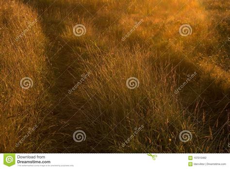 Road and Grass in Field at Sunset Stock Photo - Image of horizontal ...