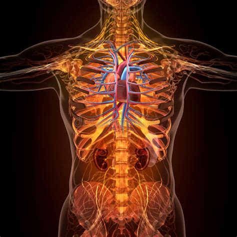 Anatomía De órganos Humanos En La Opinión De La Radiografía Stock de