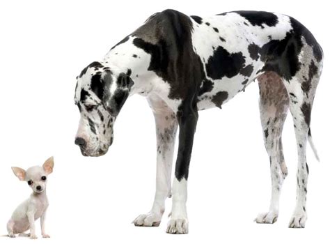 big dogs